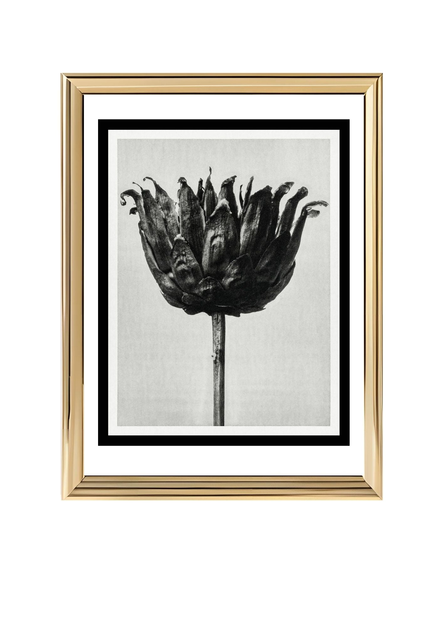 Centaurea Ruthenica (Star Thistle)