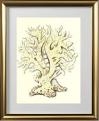 Millepora alicornis