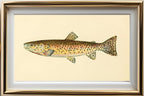 The Red Throat Trout (Adult Male) Salmo-Clarkii