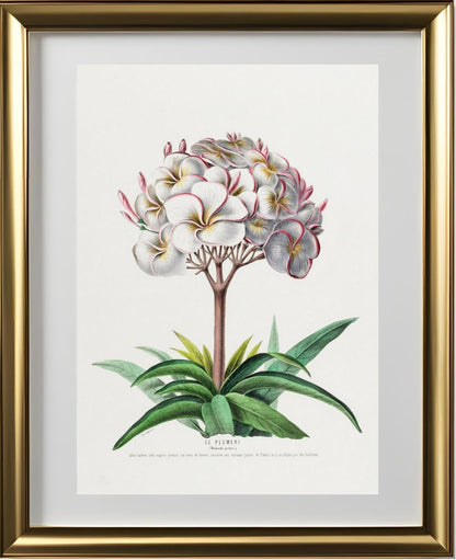 Le Plumeri (Plumeria Primo)
