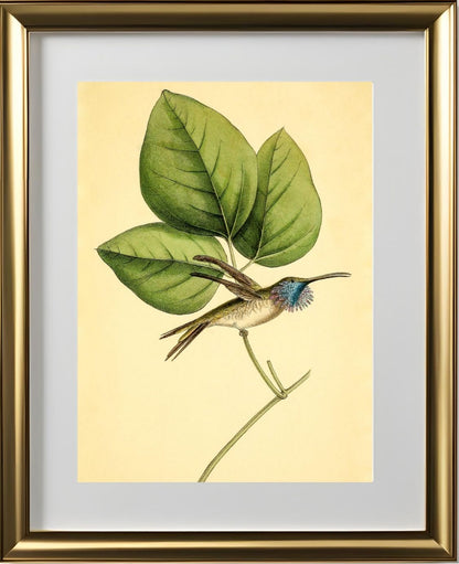 Mexican-Star Hummingbird