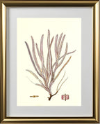 Gorgonia anceps