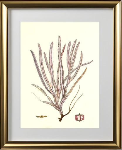 Gorgonia anceps