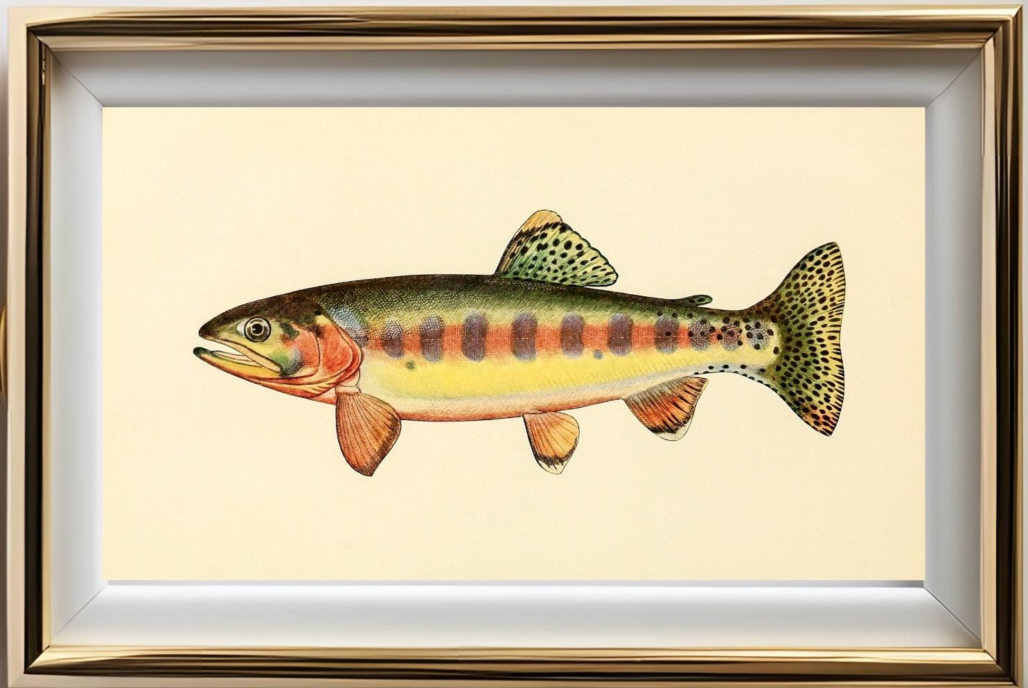 The Golden Trout of Volcano Creek, California