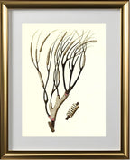 Gorgonia antipathes 2