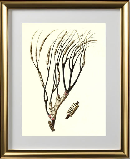 Gorgonia antipathes 2