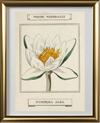 White Water-Lily