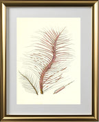 Gorgonia fetofa