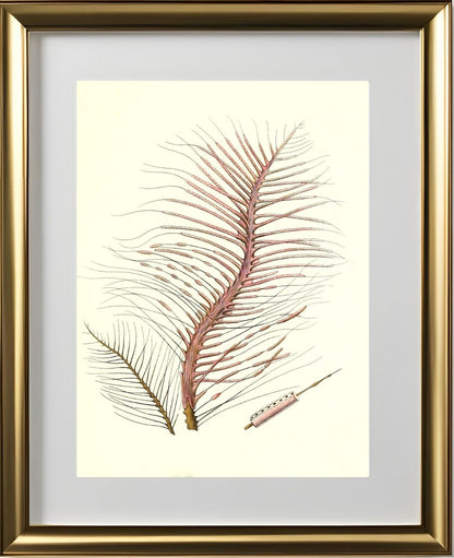 Gorgonia fetofa