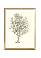Gorgonia petechizans