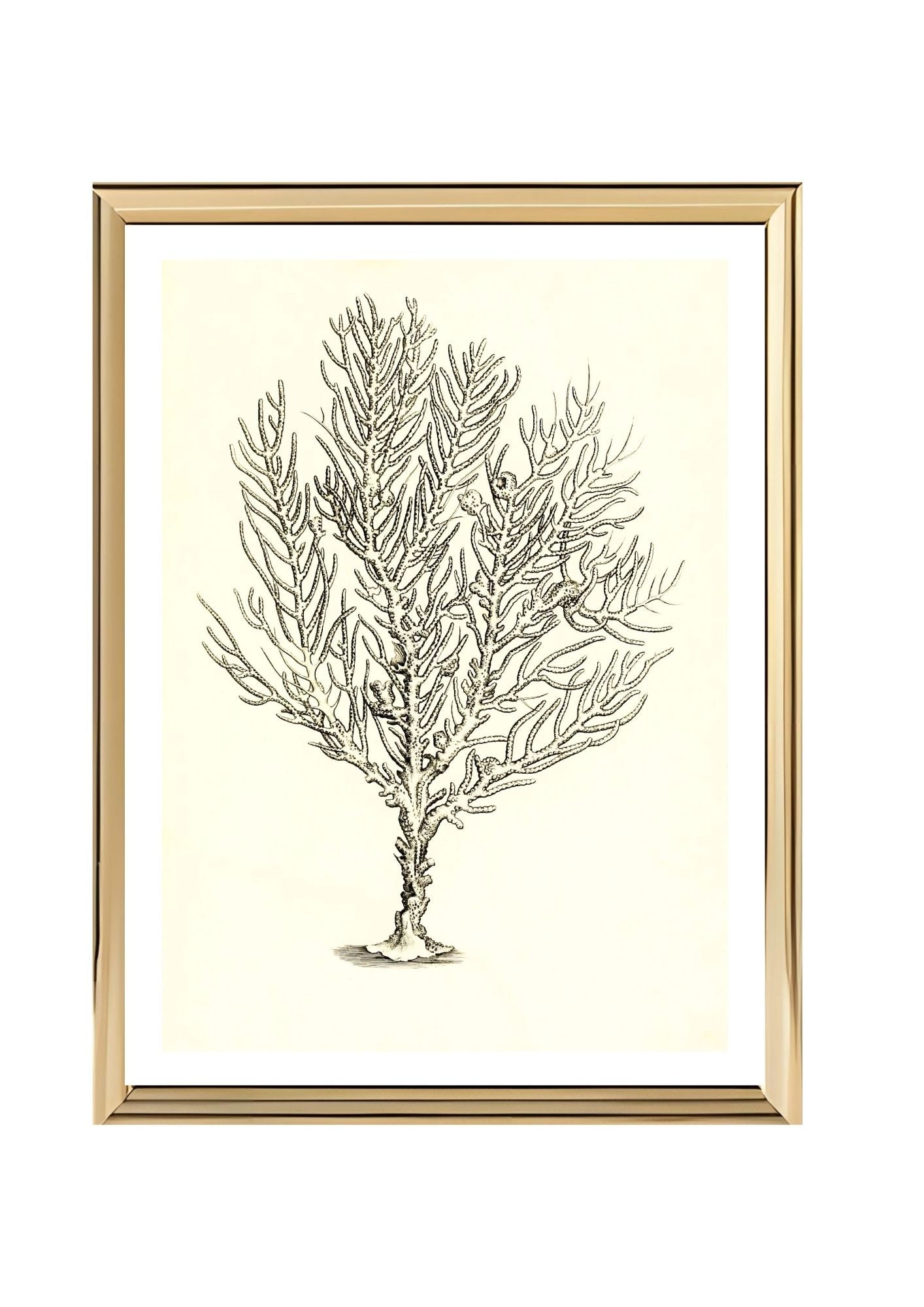 Gorgonia petechizans