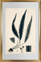 Polypodium Scolopendrioides