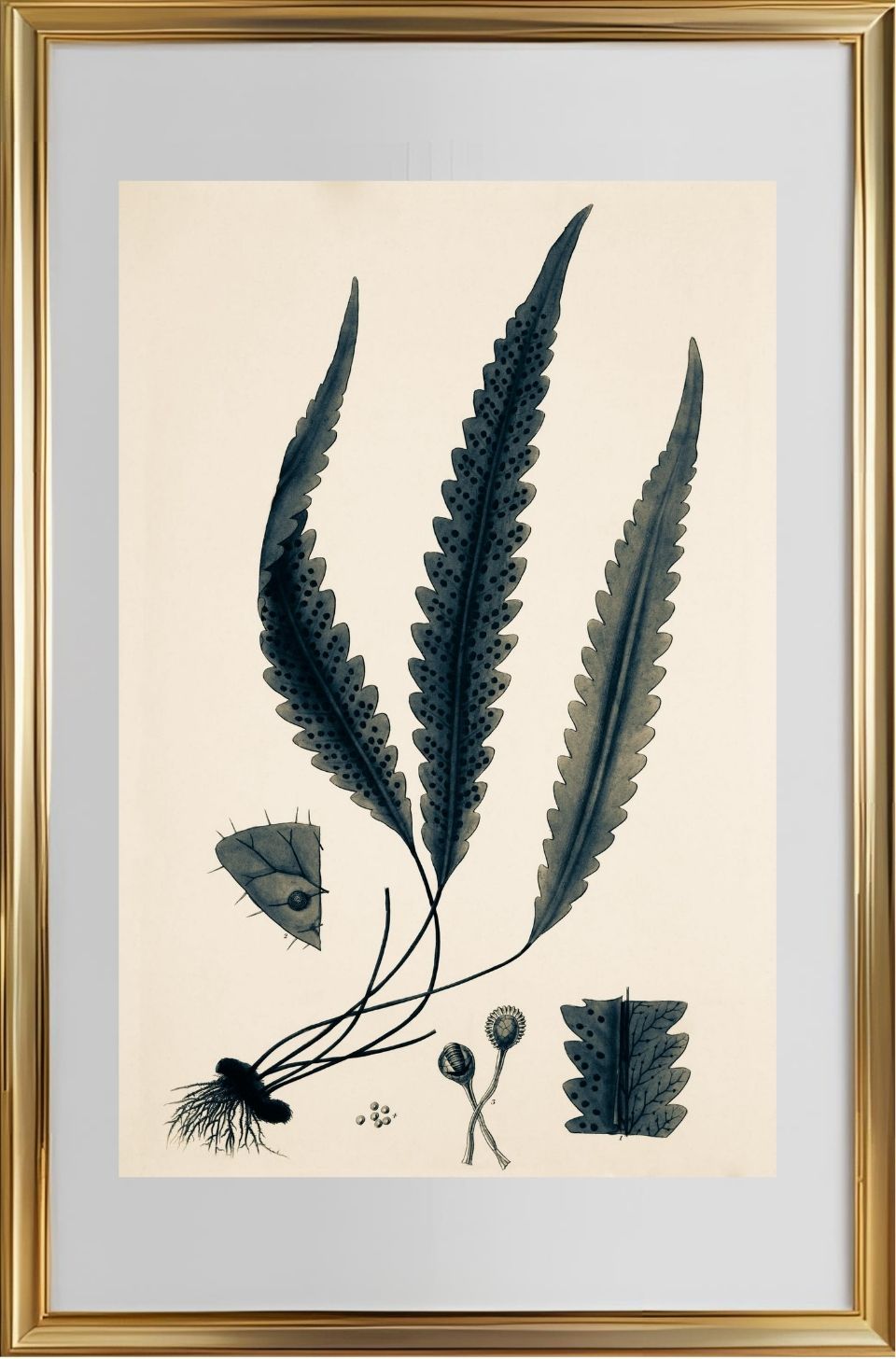 Polypodium Scolopendrioides