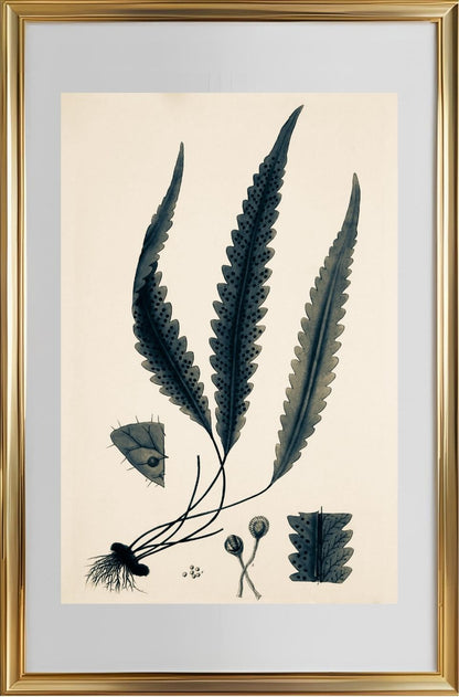 Polypodium Scolopendrioides