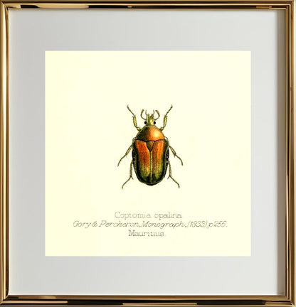Coptomia Oplalina