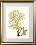 Gorgonia petechizans