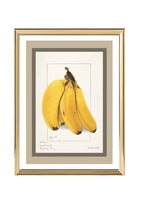 Bananas Musa