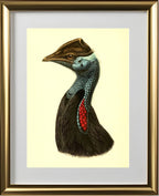Casuarius Picticollis Hecki