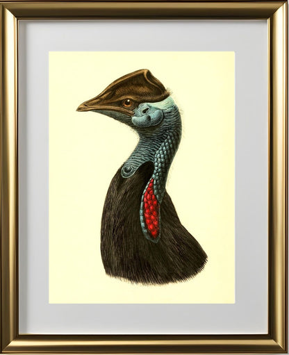 Casuarius Picticollis Hecki