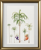 Palmier (Palma Areca)