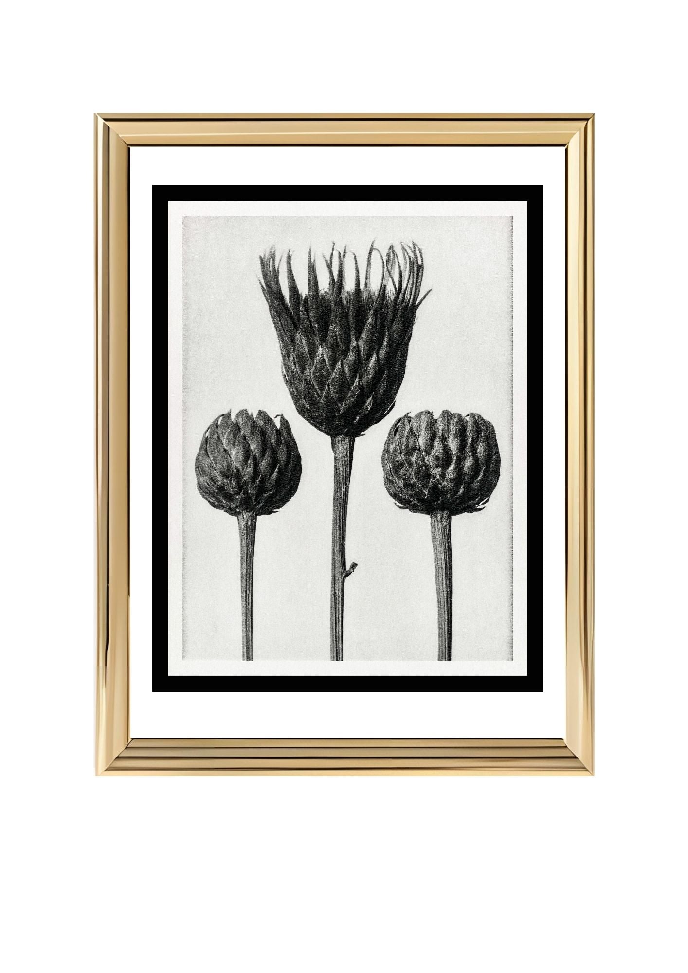 Serratula Nudicaulis (Bare Stemmed Common Saw Wort)
