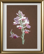 Calanthe Dominii