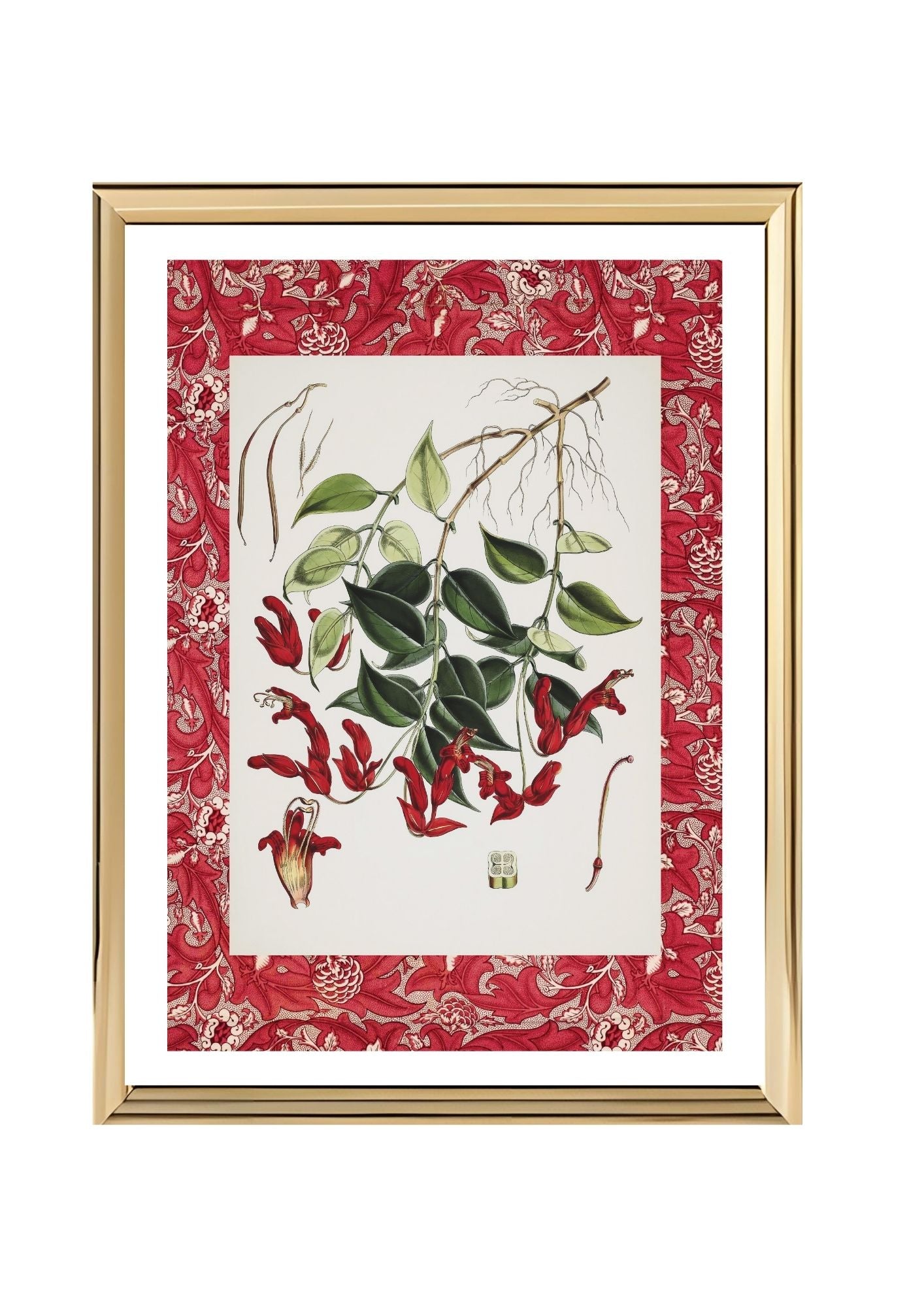 Aeschynanthus Peelii