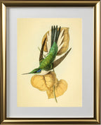 Violet Eared Hummingbird
