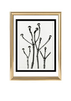 Cornus Florida (Box Wood of North America, Flowering Dogwood)