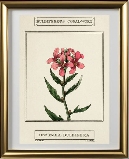 Bulbiferous Coral-Wort