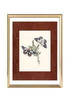 Papilio aganippe