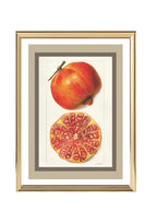 Pomegranates Punica Granatum