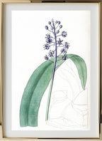 Lead-Coloured Scilla