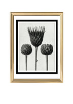 Serratula Nudicaulis (Bare Stemmed Common Saw Wort)
