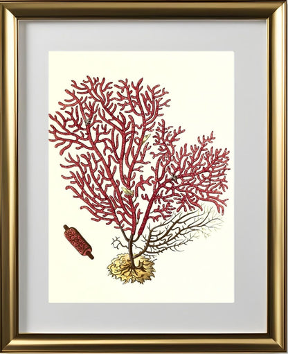 Gorgonia salappo