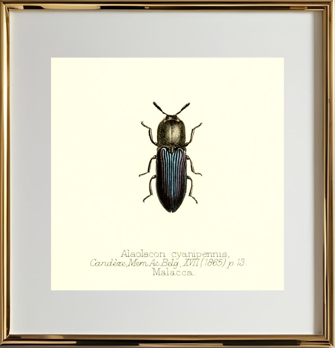 Alaolacon Cyanipennis