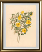 Bignoniae Nova Specie (Rhigozum Obovatum)