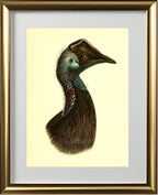 Casuarius Bennetti