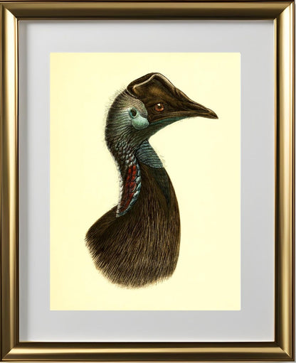 Casuarius Bennetti
