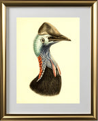Casuarius Casuarius Salvadorii