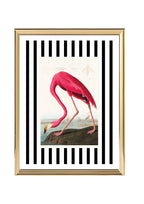 American Flamingo