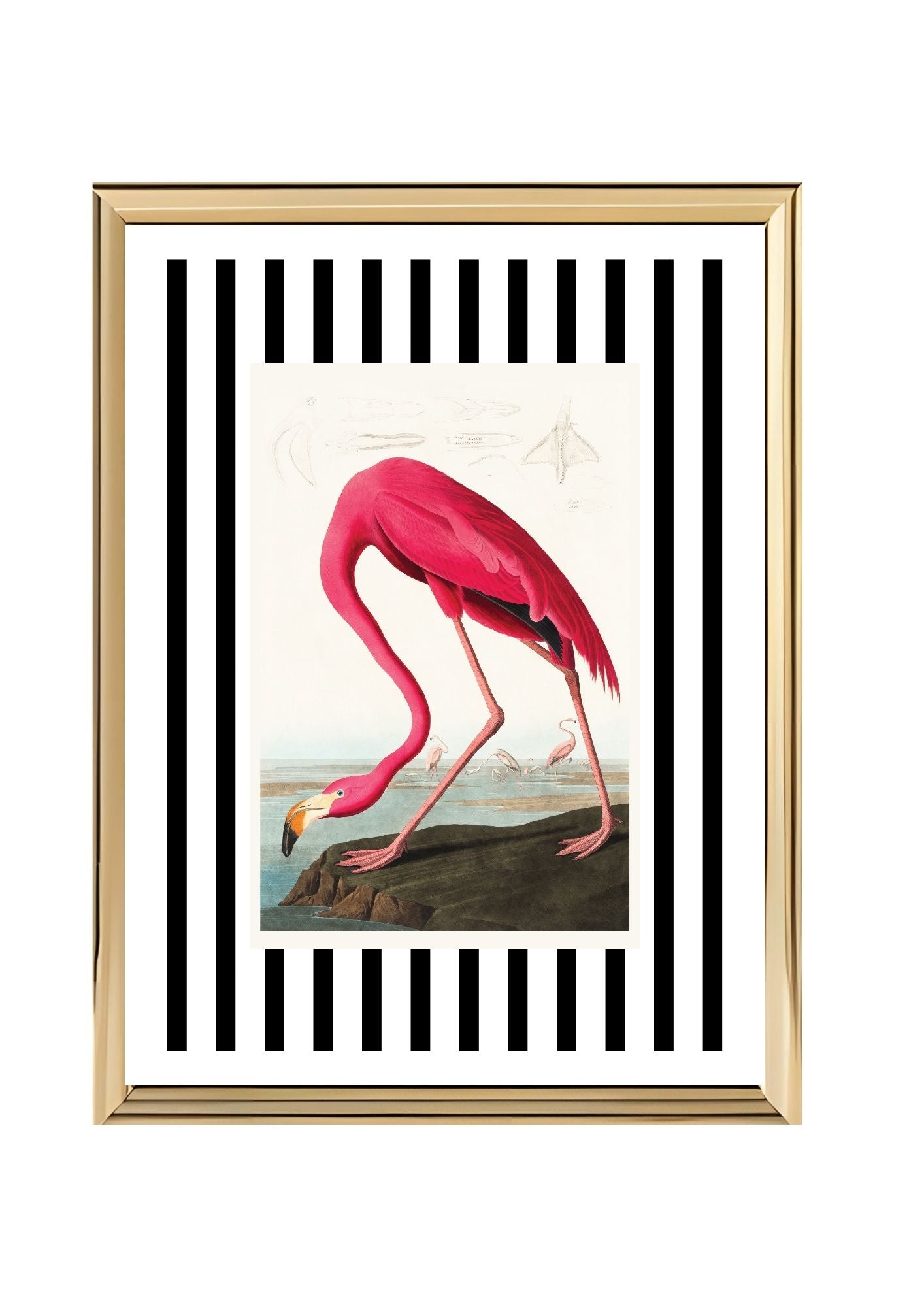 American Flamingo