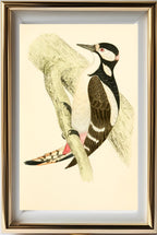 Great Spotted Woodpecker