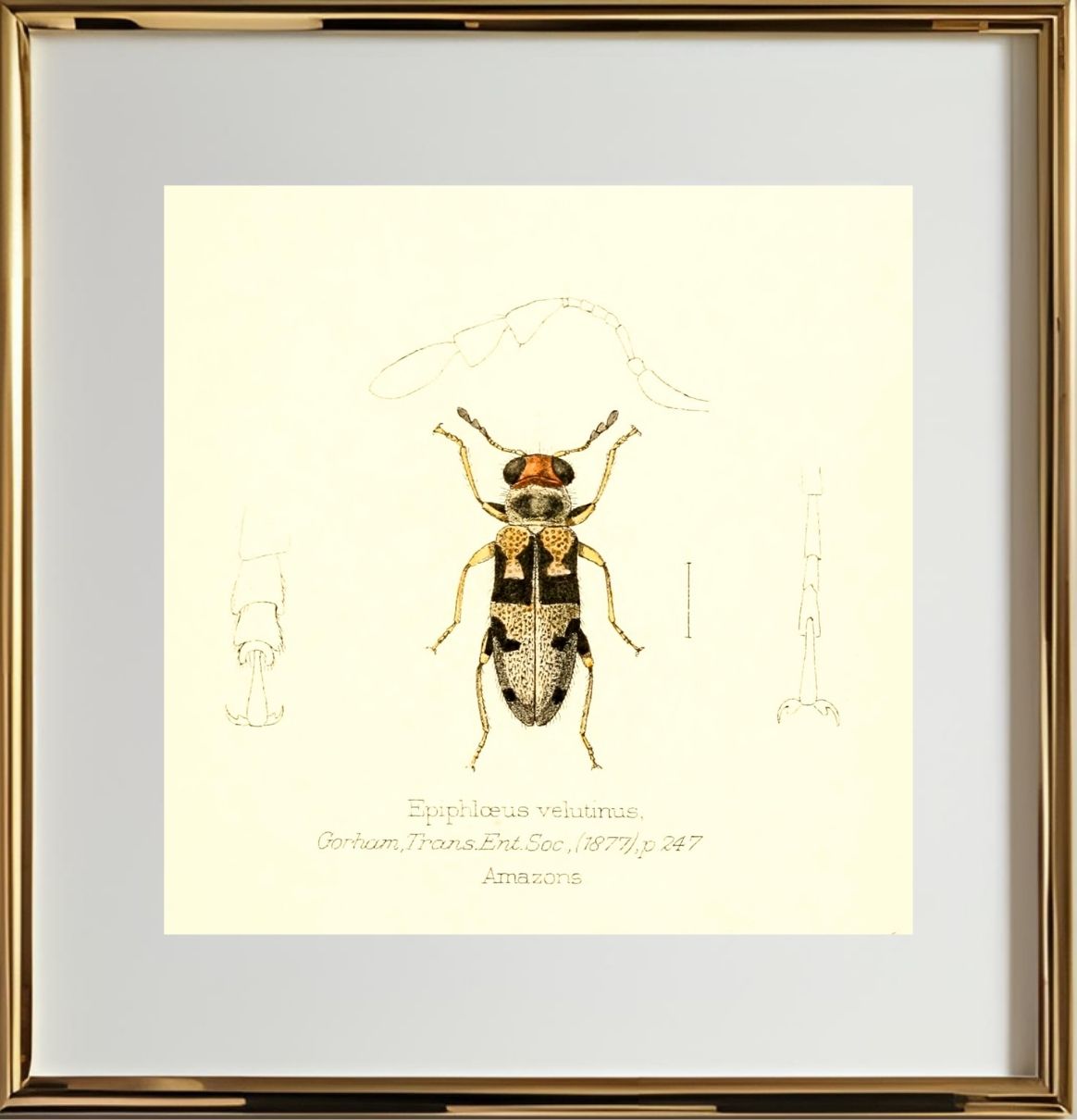 Epiphloeus Velutinus