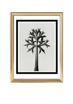 Eryngium Bourgatii (Mediterranean Sea Holly)