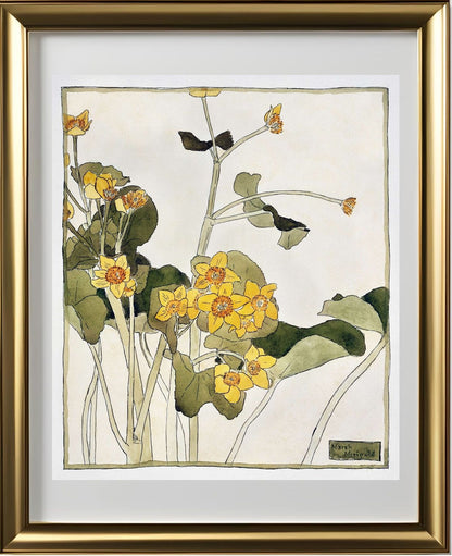Marsh Marigold
