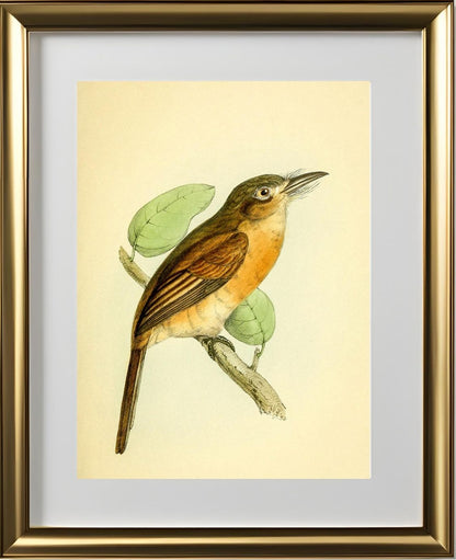 Red-breasted Puff Bird