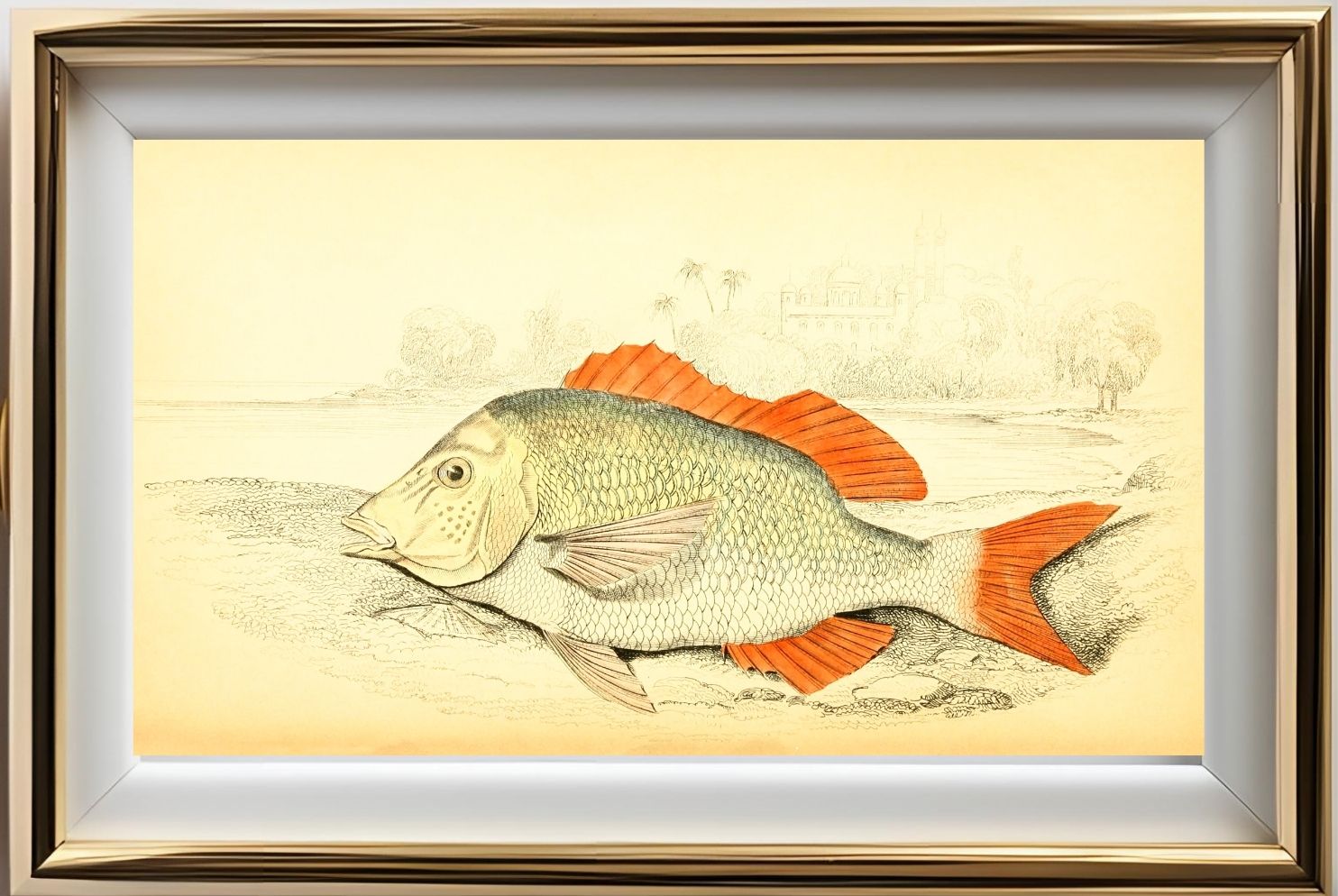 Edible Lethrynus