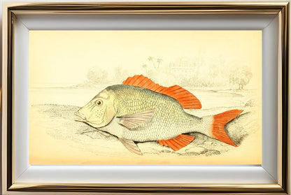 Edible Lethrynus