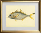 Scomber Heberi